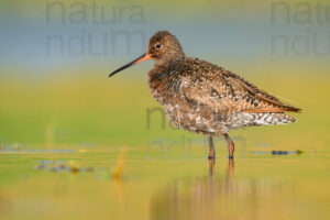 Foto di Totano moro (Tringa erythropus)