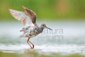 Foto di Totano moro (Tringa erythropus)