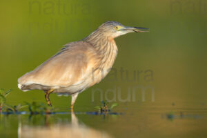 Foto di Sgarza ciuffetto (Ardeola ralloides)