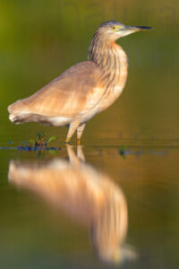 Foto di Sgarza ciuffetto (Ardeola ralloides)