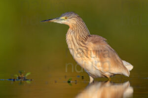 Foto di Sgarza ciuffetto (Ardeola ralloides)