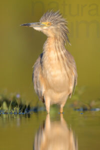 Photos of Squacco Heron (Ardeola ralloides)