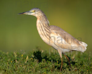 Foto di Sgarza ciuffetto (Ardeola ralloides)