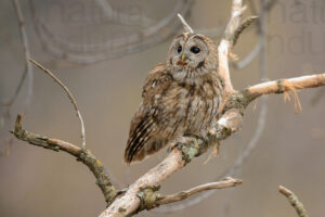 Photos of Tawny Owl (Strix aluco)