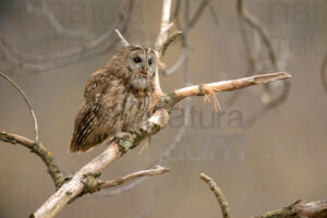 Foto di Allocco (Strix aluco)