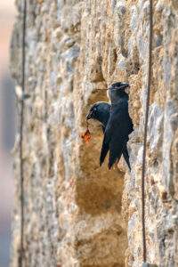 Foto di Taccola (Coloeus monedula)