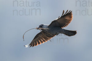 Photos of Western Jackdaw images (Coloeus monedula)