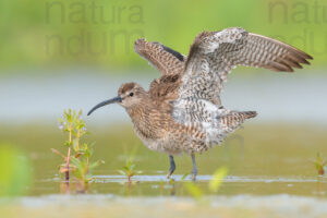 Foto di Chiurlo piccolo (Numenius phaeopus)