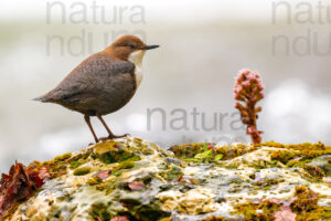 Foto di Merlo acquaiolo (Cinclus cinclus)