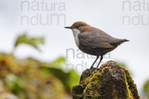 Foto di Merlo acquaiolo (Cinclus cinclus)