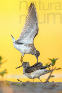 Photos of Wood Sandpiper (Tringa glareola)