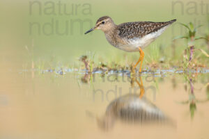 Photos of Wood Sandpiper (Tringa glareola)