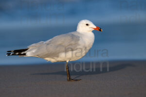 Foto di Gabbiano corso (Ichthyaetus audouinii)