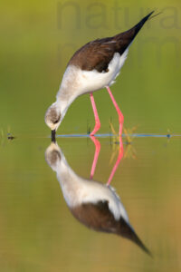 Foto di Cavaliere d'Italia (Himantopus himantopus)