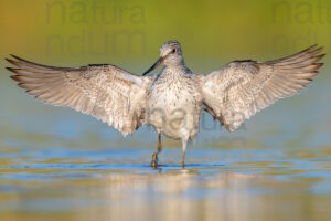 Photos of Common Greenshank (Tringa nebularia)