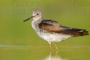 Foto di Pantana (Tringa nebularia)