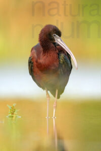 Photos of Glossy Ibis (Plegadis falcinellus)