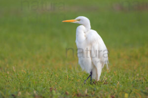 Photos of Great Egret (Ardea alba)