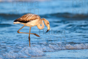 Photos of Greater Flamingo (Phoenicopterus roseus)