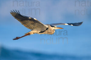 Foto di Airone cenerino (Ardea cinerea)