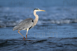 Photos of Grey Heron (Ardea cinerea)