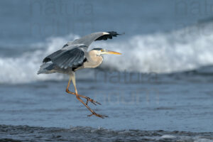 Photos of Grey Heron (Ardea cinerea)