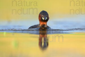 Foto di Tuffetto comune (Tachybaptus ruficollis)