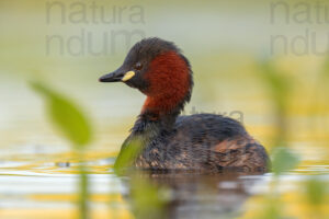 Photos of Little Grebe (Tachybaptus ruficollis)