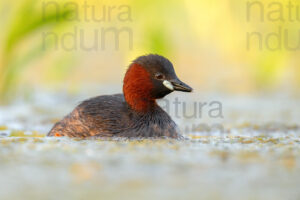 Foto di Tuffetto comune (Tachybaptus ruficollis)