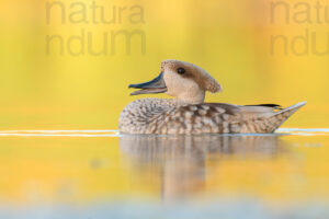 Photos of Marbled Duck (Marmaronetta angustirostris)