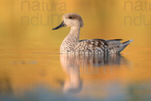 Photos of Marbled Duck (Marmaronetta angustirostris)