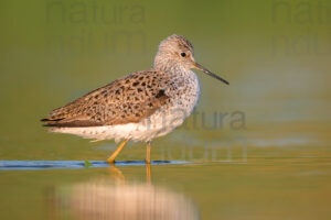 Albastrello (Tringa stagnatilis)