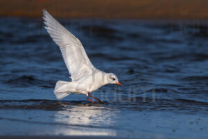 Foto di Gabbiano corallino (Larus melanocephalus)