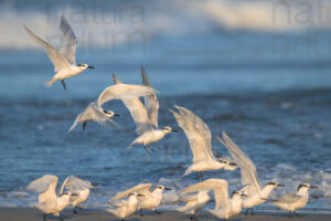 Foto di Thalasseus sandvicensis