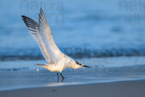 Foto di Thalasseus sandvicensis