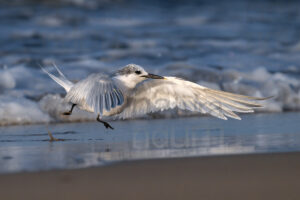 Foto di Thalasseus sandvicensis