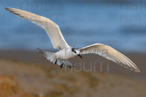 Foto di Thalasseus sandvicensis