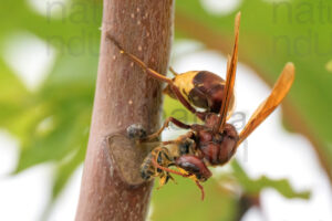 Foto di Vespa orientale (Vespa orientalis)