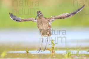 Foto di Chiurlo piccolo (Numenius phaeopus)