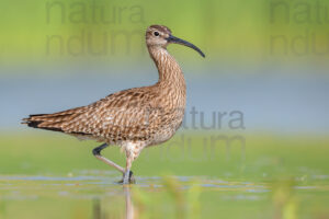 Foto di Chiurlo piccolo (Numenius phaeopus)