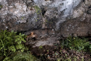 Foto di Gatto selvatico (Felis silvestris)