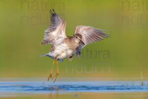 Photos of Wood Sandpiper (Tringa glareola)