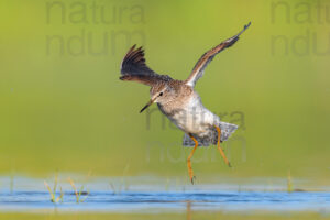 Photos of Wood Sandpiper (Tringa glareola)