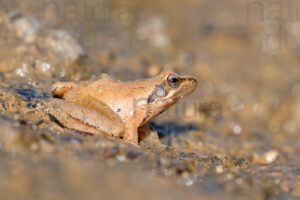 Photos of Agile frog (Rana dalmatina)