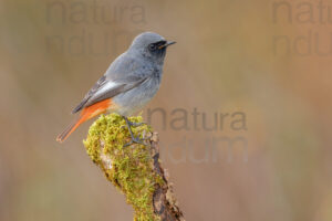 Photos of Black Redstart (Phoenicurus ochruros)