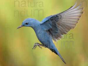 Photos of Blue Rock Thrush (Monticola solitarius)