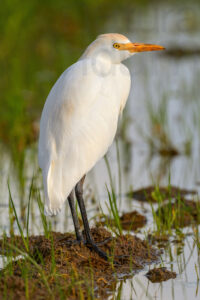 Photos of Cattle Egret (Bubulcus ibis)