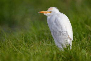 Photos of Cattle Egret (Bubulcus ibis)