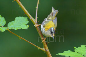 Foto di Fiorrancino (Regulus ignicapilla)