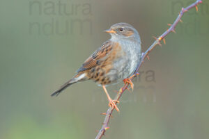 Photos of Dunnock (Prunella modularis)